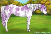 Horse Color:Watercolor White Spotted Liver Chestnut Splash Varnish 