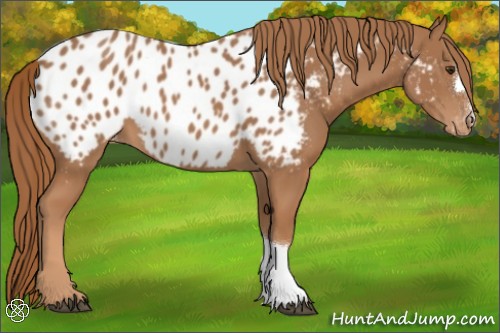 Horse Color:Chestnut Appaloosa 