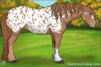Horse Color:Chestnut Appaloosa 