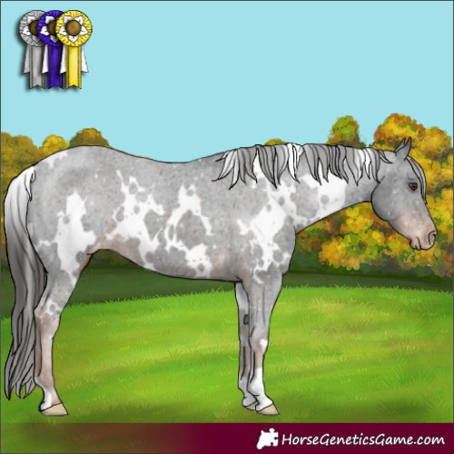 Horse Color:White Spotted Liver Chestnut Appaloosa Rabicano