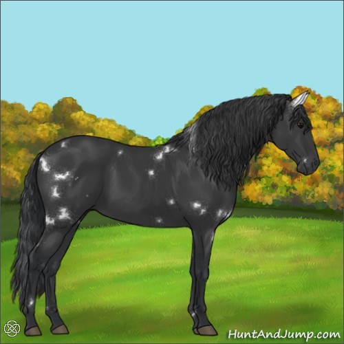 Horse Color:White Spotted Black Sabino