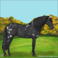 Horse Color:White Spotted Black Sabino