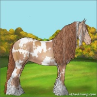 Horse Color:White Spotted Gold Champagne Appaloosa