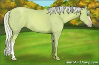 Horse Color:Watercolor Silver Classic Champagne Roan