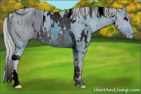 Horse Color:ERROR: UNKNOWN ANOMALY