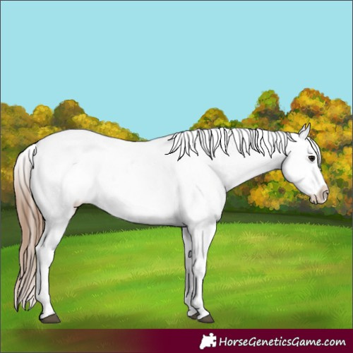 Horse Color:White Spotted Bay Sabino Appaloosa