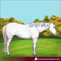 Horse Color:White Spotted Bay Sabino Appaloosa 