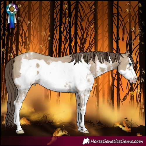 Horse Color:Classic Cream Champagne Sabino Frame 