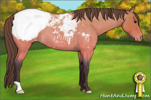 Horse Color:Buckskin Roan Appaloosa 