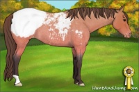 Horse Color:Buckskin Roan Appaloosa 