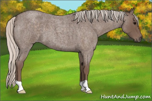 Horse Color:Silver Blue Roan 