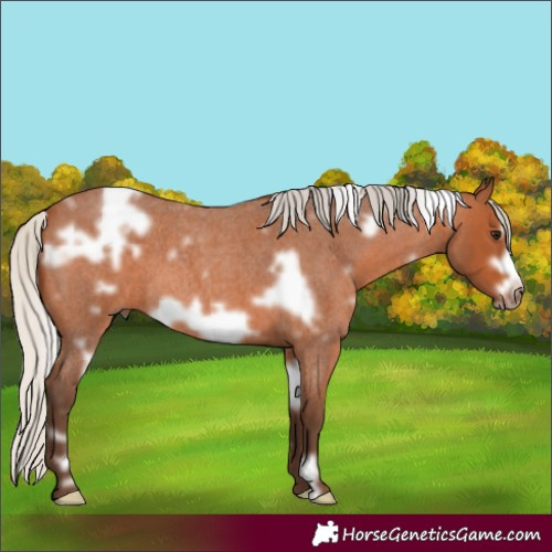 Horse Color:White Spotted Silver Bay Roan Frame