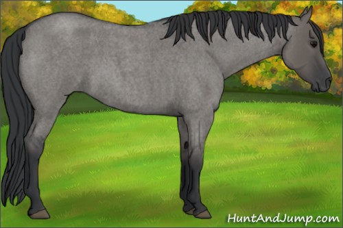 Horse Color:Grullo Roan