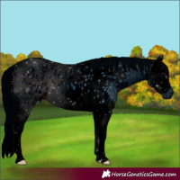 Horse Color:ERROR: UNKNOWN ANOMALY
