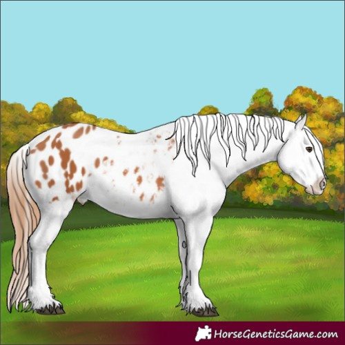 Horse Color:Chestnut Appaloosa 