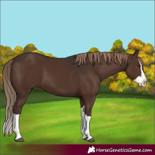 Horse Color:Liver Chestnut Splash 