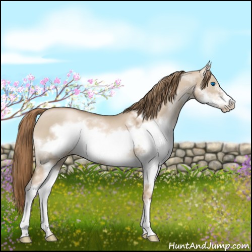 Horse Color:Liver Red Dun Pearl Sabino Splash Frame