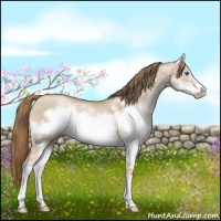 Horse Color:Liver Red Dun Pearl Sabino Splash Frame 