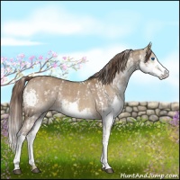 Horse Color:White Spotted Chocolate Palomino Dun Splash  and Liver Red Dun Sabino Splash 