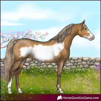 Horse Color:Chocolate Palomino Dun Mushroom Frame Rabicano 