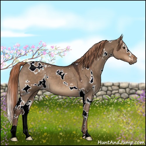 Horse Color:White Spotted Liver Red Dun 