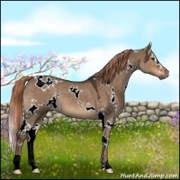 Horse Color:White Spotted Liver Red Dun 