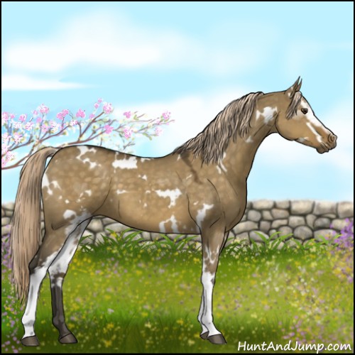 Horse Color:White Spotted Chocolate Palomino Dun 