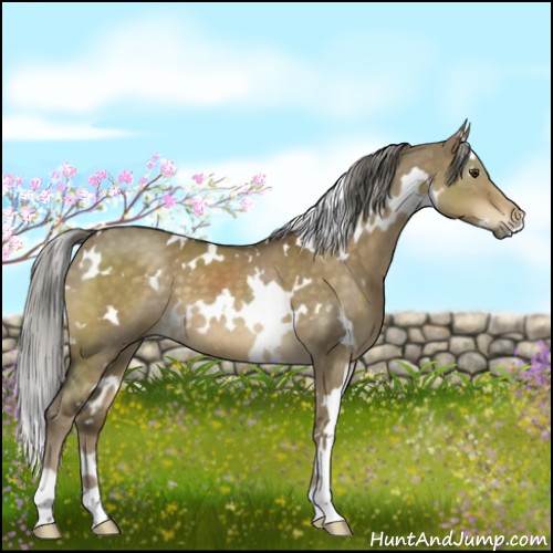 Horse Color:White Spotted Chocolate Palomino Dun 