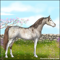 Horse Color:White Spotted Liver Red Dun Brindle 