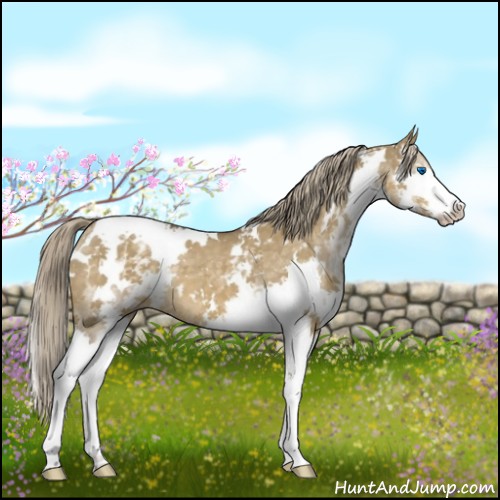 Horse Color:White Spotted Chocolate Palomino Dun Splash