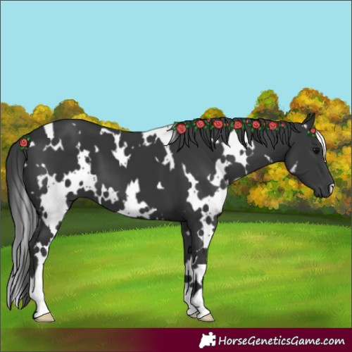 Horse Color:White Spotted Black