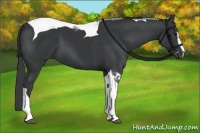 Horse Color:Black Sabino Tobiano 