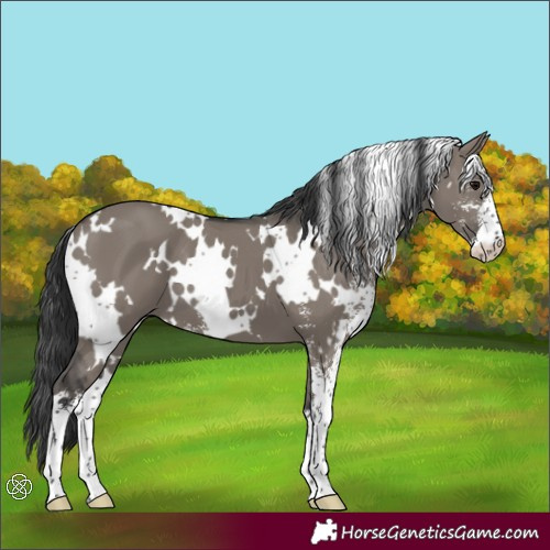 Horse Color:White Spotted Grullo Sabino 