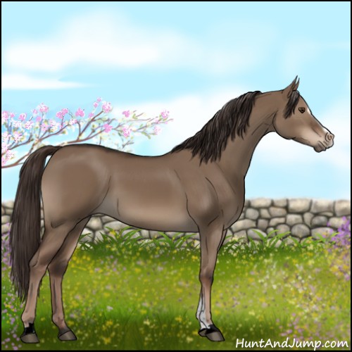 Horse Color:Liver Red Dun Sabino 