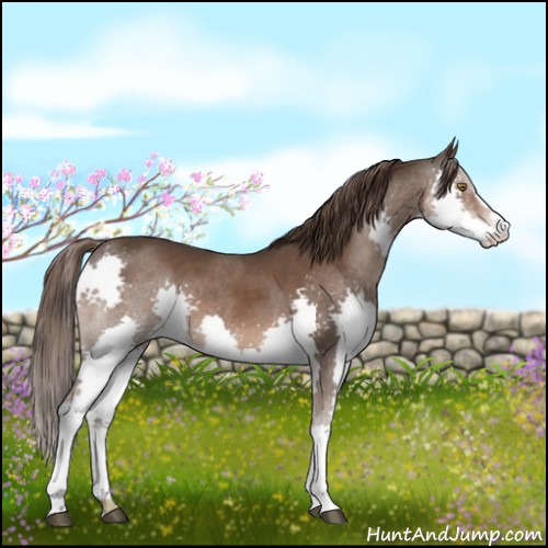Horse Color:Liver Chestnut Sabino Splash