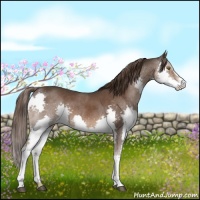 Horse Color:Liver Chestnut Sabino Splash 