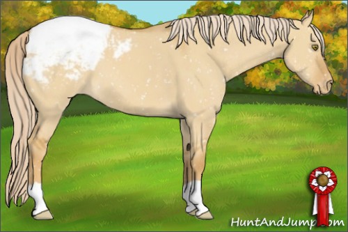 Horse Color:Palomino Dun Appaloosa