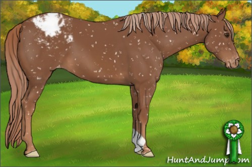 Horse Color:Chestnut Appaloosa 