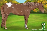 Horse Color:Chestnut Appaloosa 