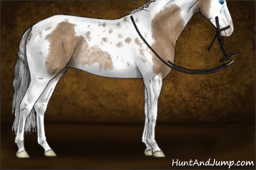 Horse Color:Buckskin Splash Tobiano Rabicano 