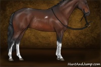 Horse Color:Brown Tobiano Rabicano 