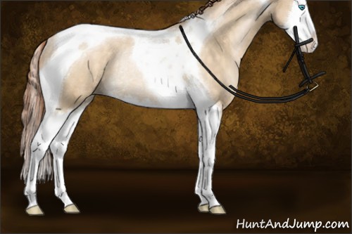 Horse Color:Buckskin Pearl Dun Splash Tobiano Rabicano 