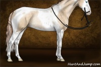 Horse Color:Buckskin Pearl Dun Splash Tobiano Rabicano 