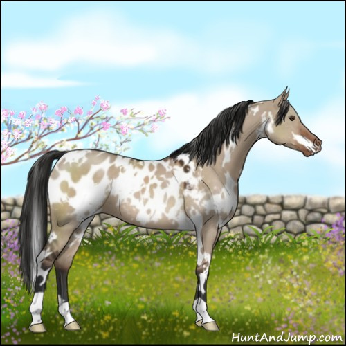 Horse Color:White Spotted Liver Red Dun Blanket