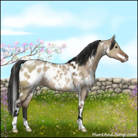 Horse Color:White Spotted Liver Red Dun Appaloosa 