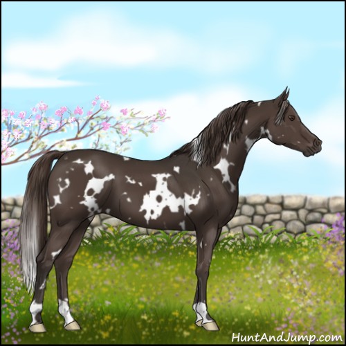 Horse Color:White Spotted Liver Chestnut