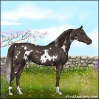 Horse Color:White Spotted Liver Chestnut 