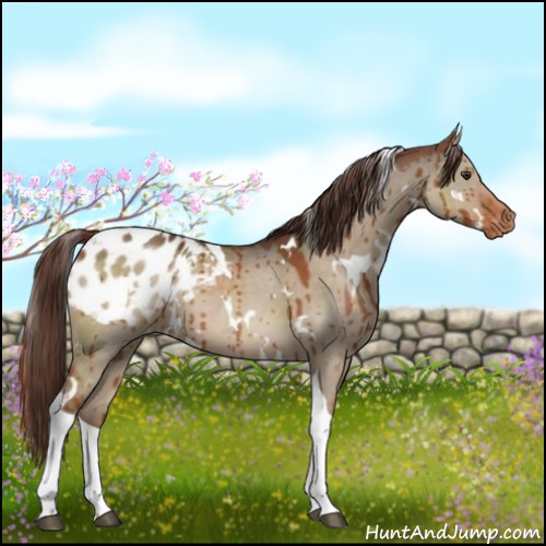 Horse Color:White Spotted Liver Red Dun Tobiano Varnish Brindle 