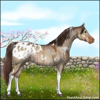 Horse Color:White Spotted Liver Red Dun Tobiano Varnish Brindle 