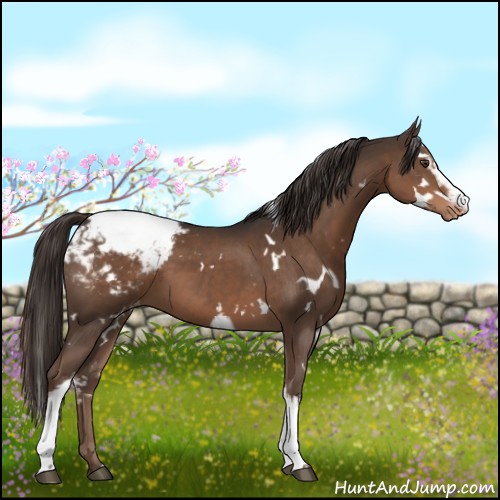 Horse Color:White Spotted Liver Chestnut Appaloosa